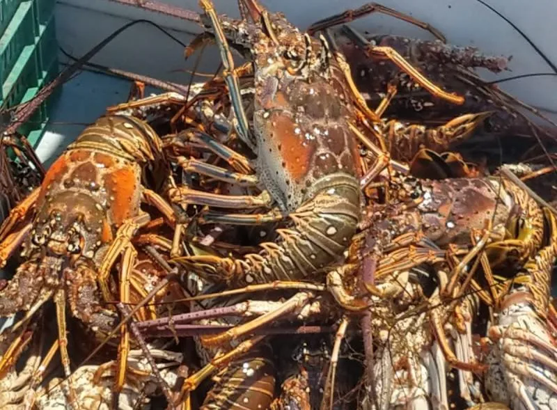 Arranca temporada de captura de langosta espinosa en Yucatán con enfoque en pesca responsable - imagen 1