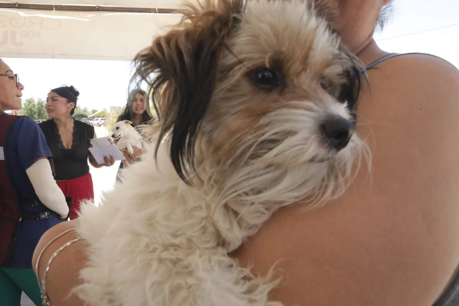 DABA recomienda cuidados para mascotas ante las altas temperaturas en la región - imagen 1