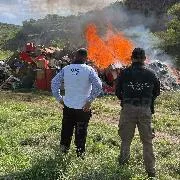 FGR incinera más de 600 kilos de drogas y destruye máquinas tragamonedas en Guanajuato - imagen 3