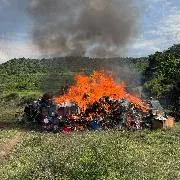 FGR incinera más de 600 kilos de drogas y destruye máquinas tragamonedas en Guanajuato - imagen 7