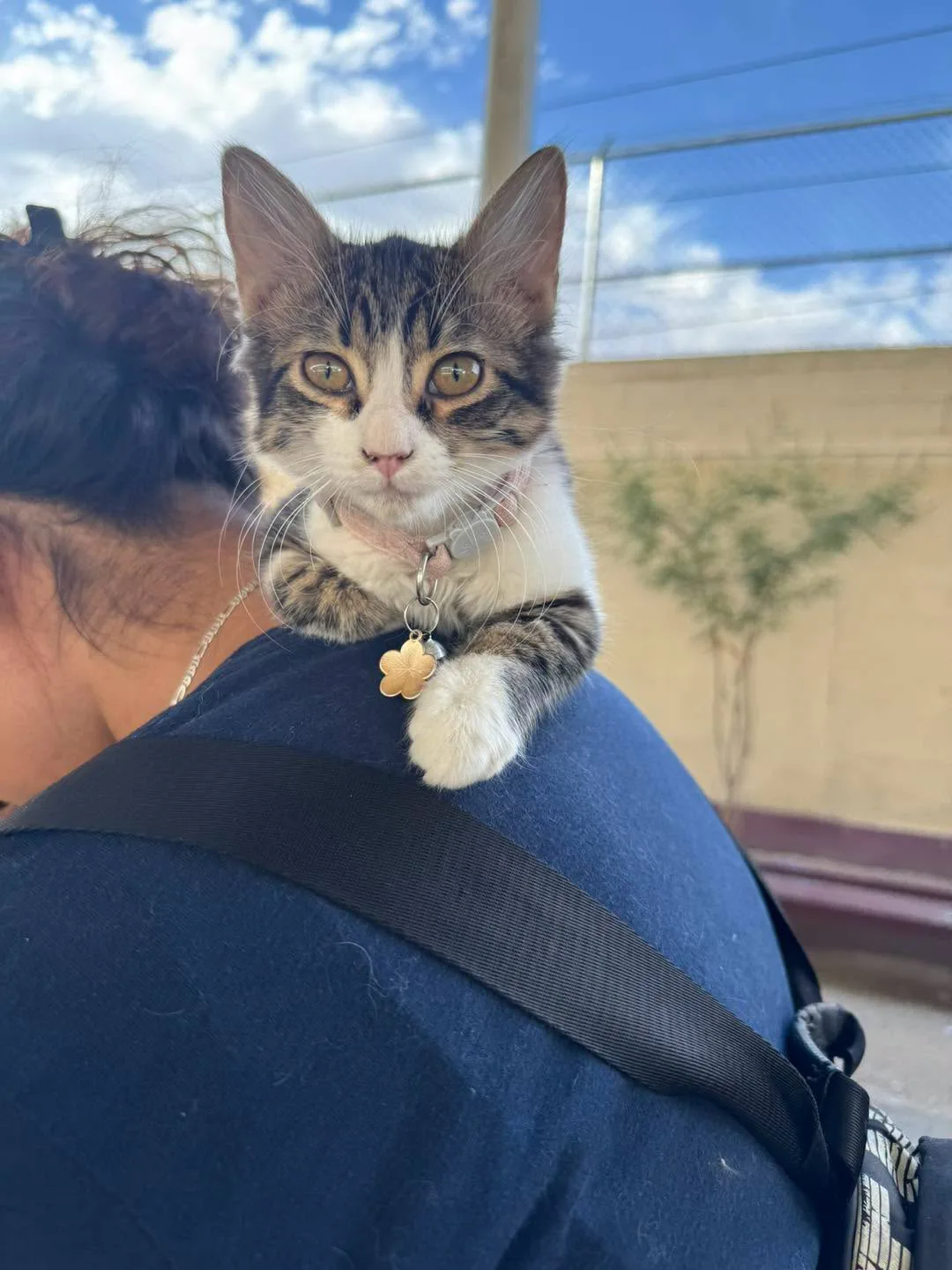 DABA impulsa campañas de esterilización y bienestar animal en Ciudad Juárez durante junio - imagen 1