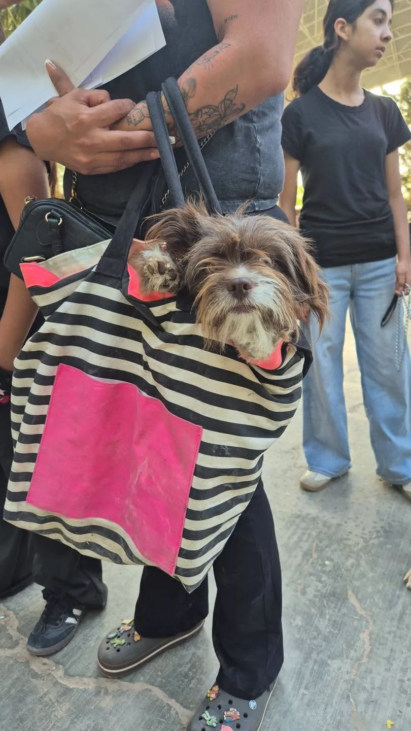 DABA impulsa campañas de esterilización y bienestar animal en Ciudad Juárez durante junio - imagen 4