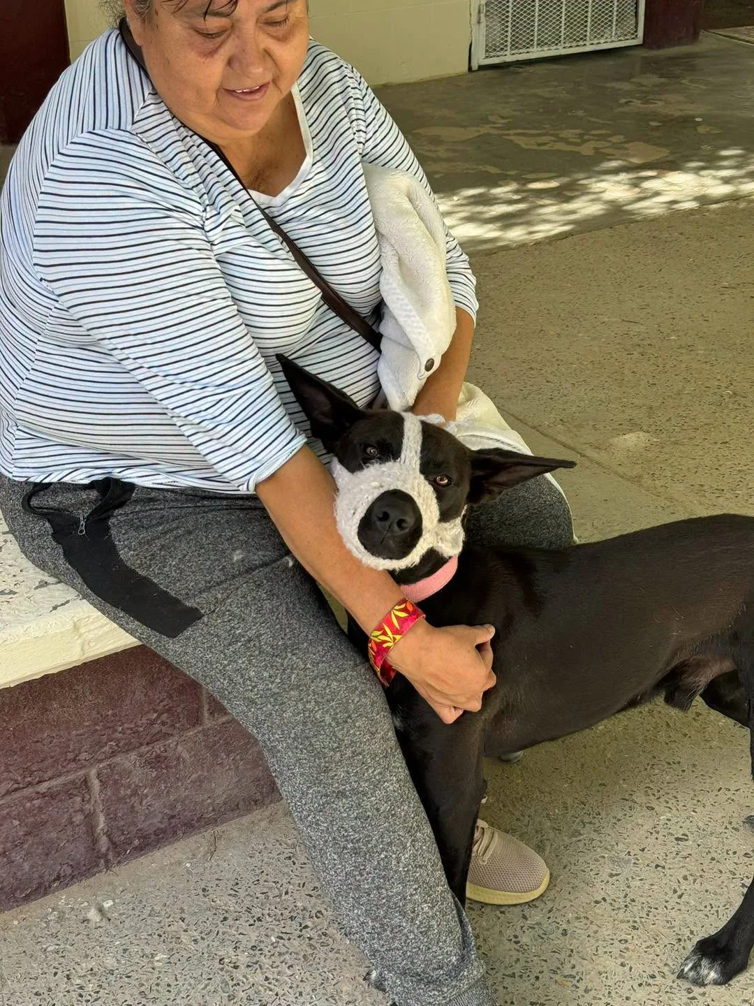 DABA impulsa campañas de esterilización y bienestar animal en Ciudad Juárez durante junio - imagen 7