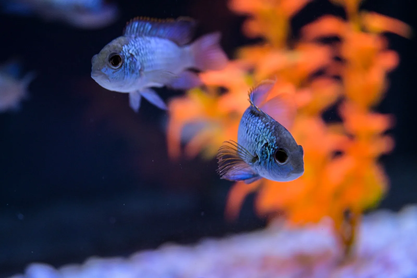 Inauguran el acuario Rochí en Guachochi; exhibirá fauna de la Sierra Tarahumara - imagen 2