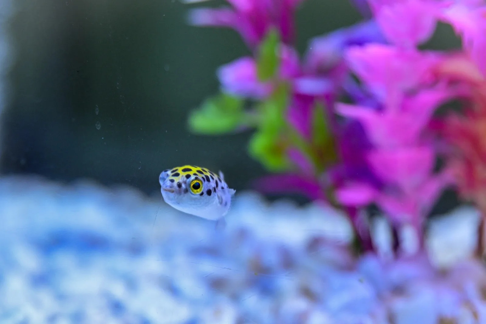 Inauguran el acuario Rochí en Guachochi; exhibirá fauna de la Sierra Tarahumara - imagen 6