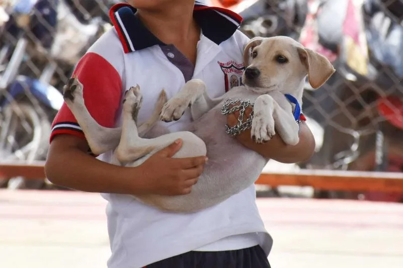 Yucatán cumple cinco años sin casos de rabia en perros y gatos gracias a vacunación constante - imagen 1