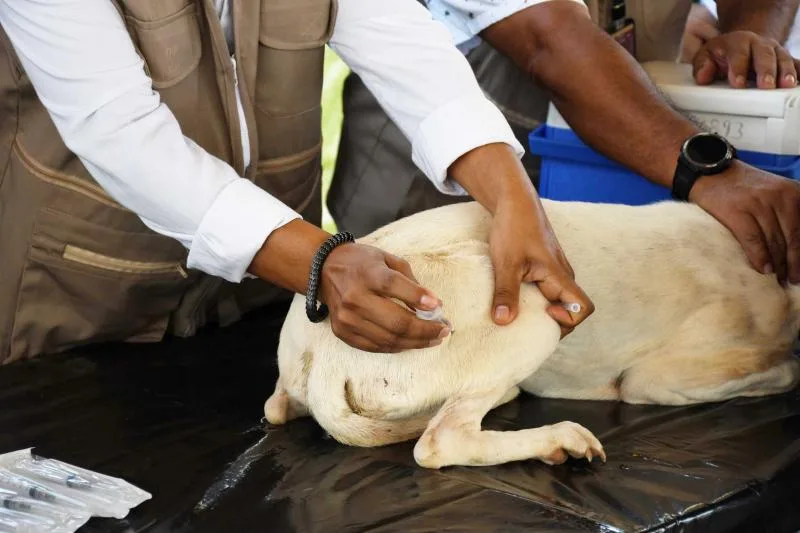 Yucatán cumple cinco años sin casos de rabia en perros y gatos gracias a vacunación constante - imagen 2