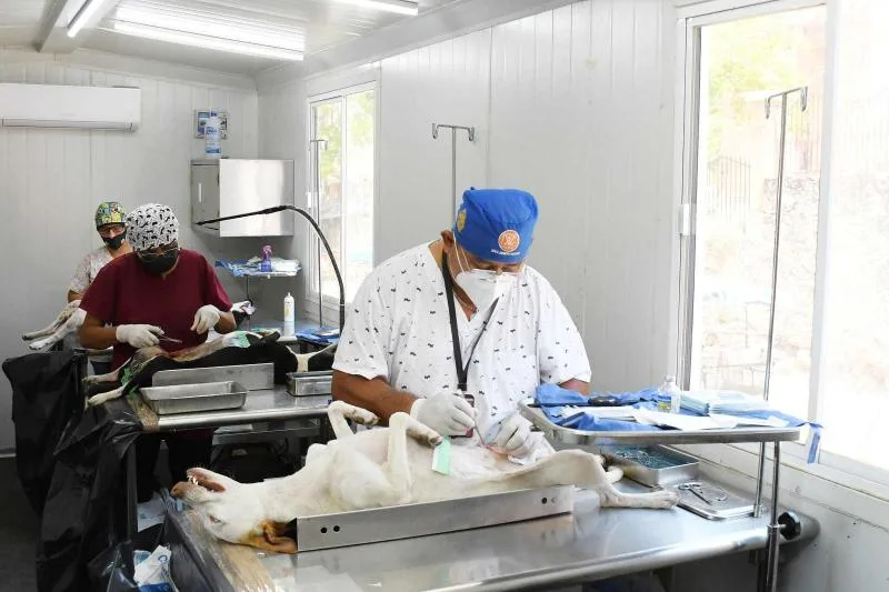 Yucatán cumple cinco años sin casos de rabia en perros y gatos gracias a vacunación constante - imagen 3