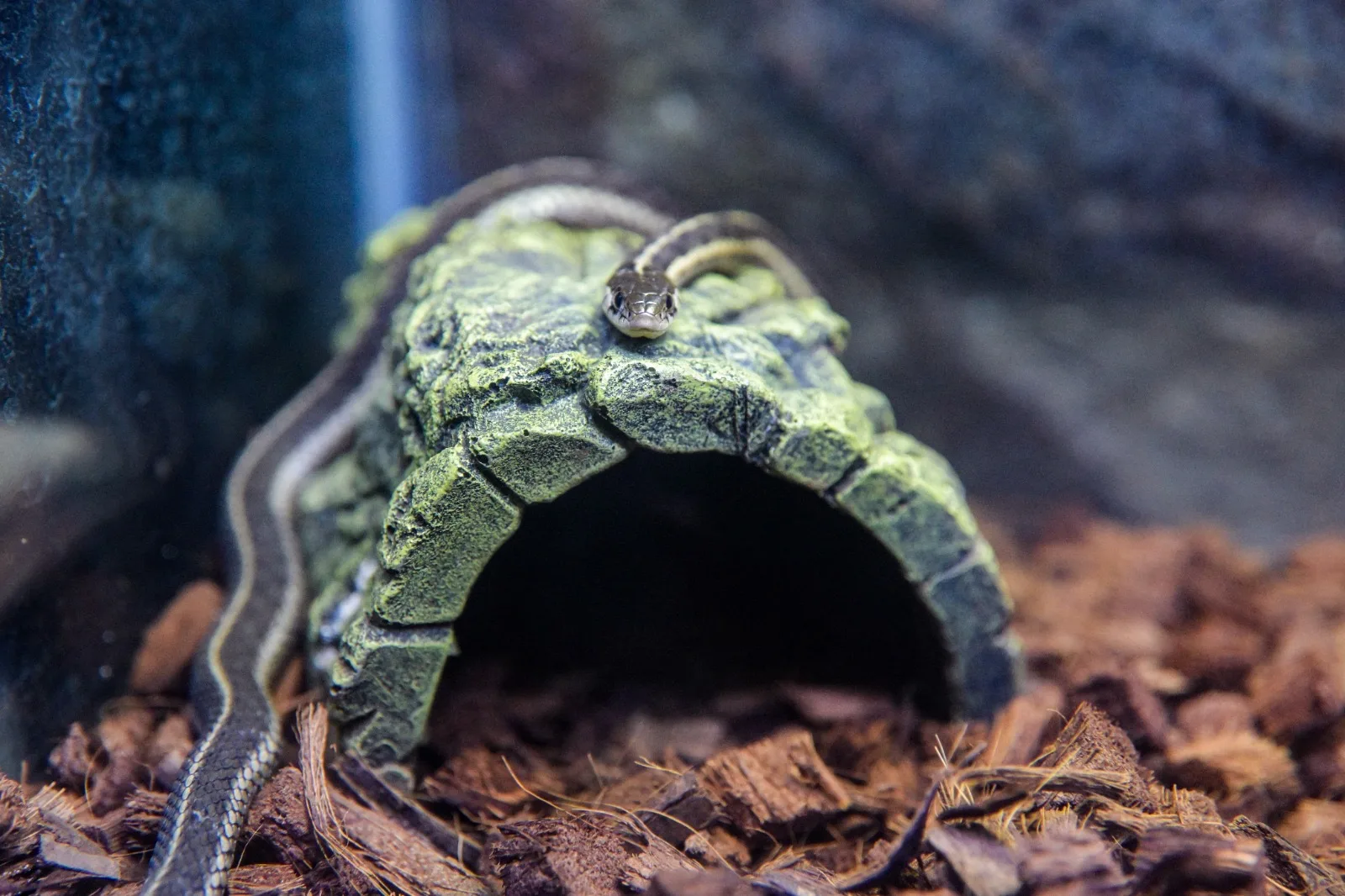 Inauguran el acuario Rochí en Guachochi, Chihuahua; exhibe 600 ejemplares de 53 especies - imagen 1