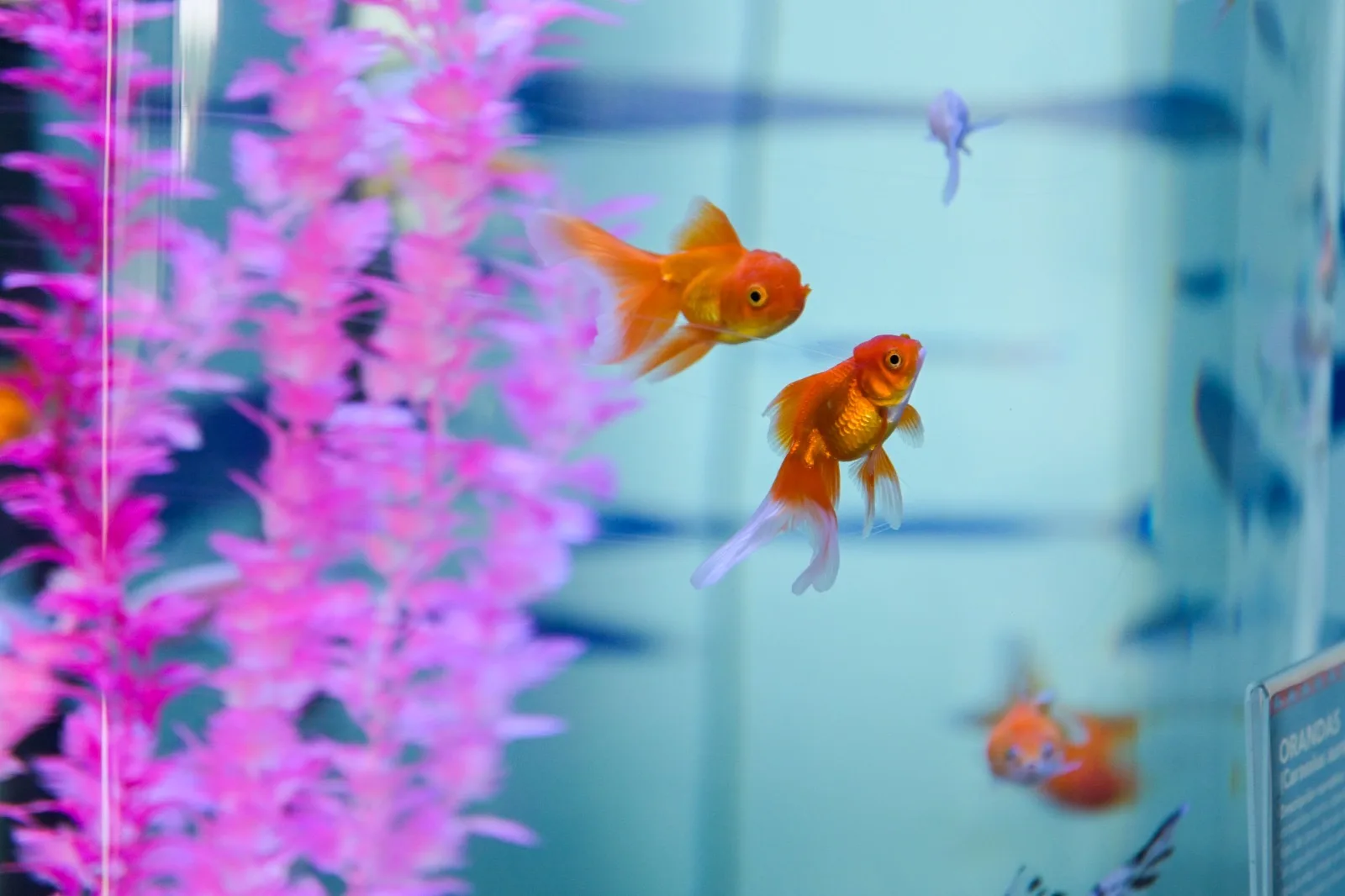 Inauguran el acuario Rochí en Guachochi, Chihuahua; exhibe 600 ejemplares de 53 especies - imagen 4