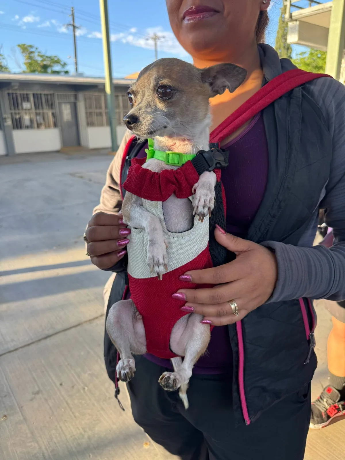 DABA esteriliza 594 mascotas en campaña masiva en Juárez - imagen 6