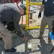 FGR asegura 39 mil litros de diésel en cateo en Gómez Palacio, Durango - imagen 3