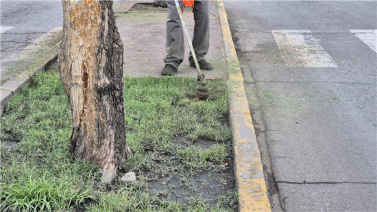 Municipio de Chihuahua intensifica retiro de maleza en vialidades del norte tras lluvias - imagen 2