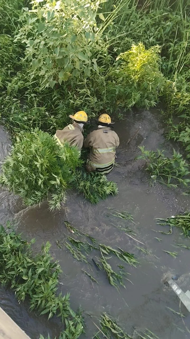 Incendio en joyerías del Río Grande Mall moviliza a Protección Civil en Río Grande - imagen 5