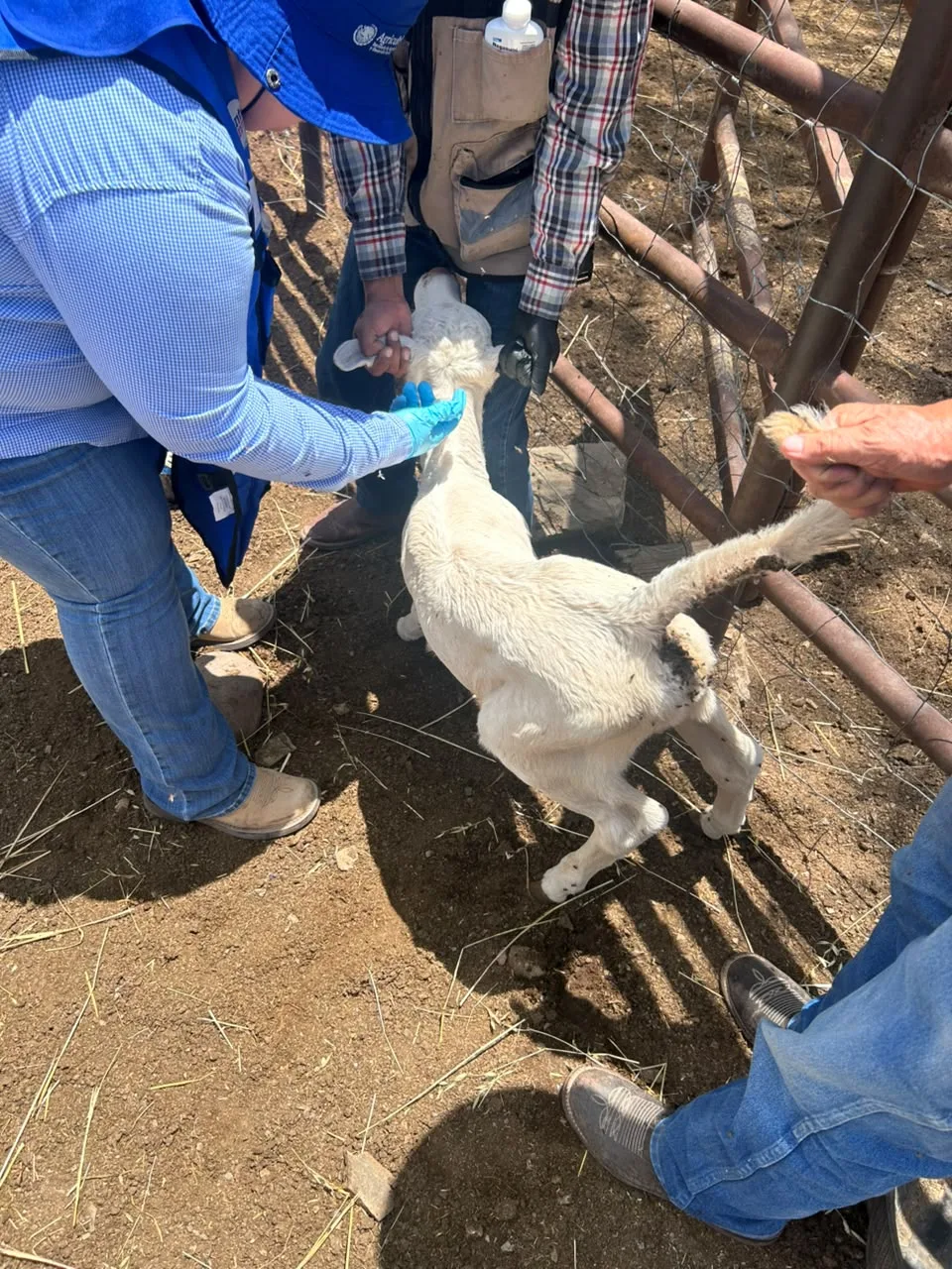 Inician saneamiento en rancho de Hidalgo del Parral tras detección de Gusano Barrenador del Ganado - imagen 5