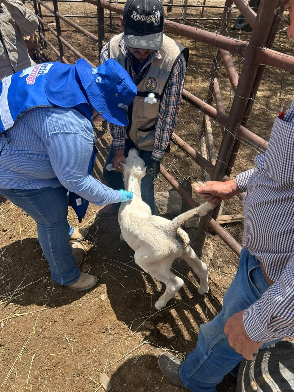 Inician saneamiento en rancho de Hidalgo del Parral tras detección de Gusano Barrenador del Ganado - imagen 6