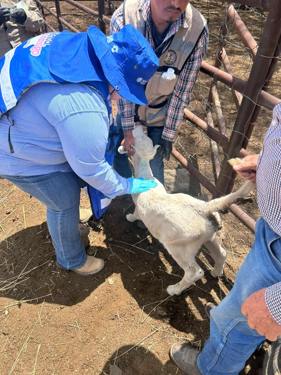 Inician saneamiento en rancho de Hidalgo del Parral tras detección de Gusano Barrenador del Ganado - imagen 7