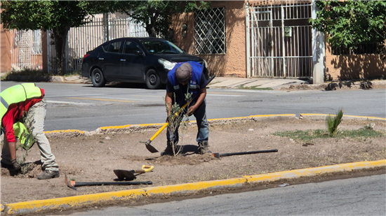 Reforestan camellón central de avenida Monte Everest en Chihuahua con más de 30 árboles y plantas de lavanda - imagen 1