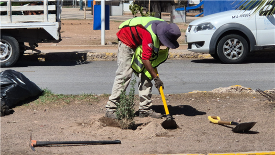 Reforestan camellón central de avenida Monte Everest en Chihuahua con más de 30 árboles y plantas de lavanda - imagen 2