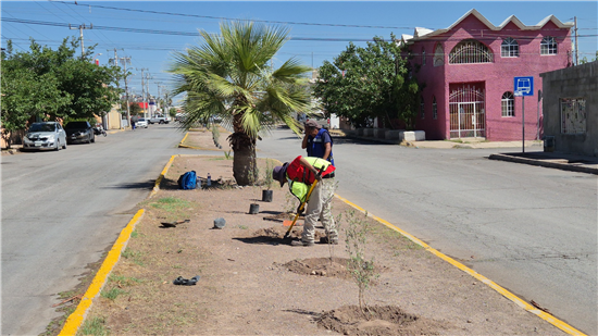 Reforestan camellón central de avenida Monte Everest en Chihuahua con más de 30 árboles y plantas de lavanda - imagen 3