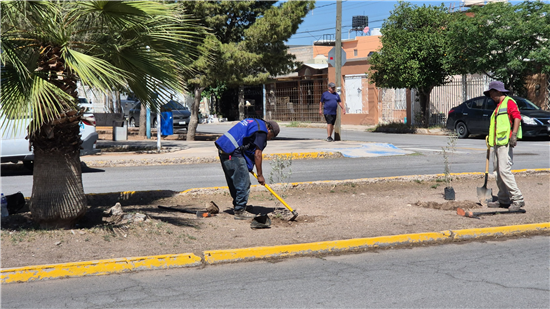 Reforestan camellón central de avenida Monte Everest en Chihuahua con más de 30 árboles y plantas de lavanda - imagen 4