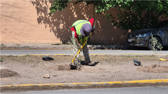 Reforestan camellón central de avenida Monte Everest en Chihuahua con más de 30 árboles y plantas de lavanda - imagen 5
