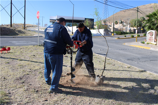 Chihuahua impulsa reforestación con 14 jornadas y 234 árboles plantados en 2026 - imagen 1