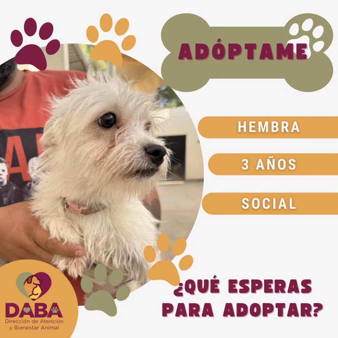 DABA ofrece en adopción 85 perros y gatos vacunados y esterilizados en El Chamizal - imagen 2