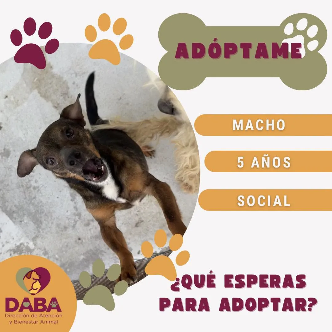 DABA ofrece en adopción 85 perros y gatos vacunados y esterilizados en El Chamizal - imagen 3