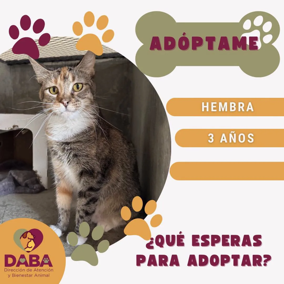 DABA ofrece en adopción 85 perros y gatos vacunados y esterilizados en El Chamizal - imagen 1
