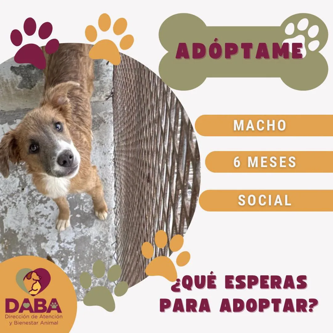 DABA ofrece en adopción 85 perros y gatos vacunados y esterilizados en El Chamizal - imagen 4
