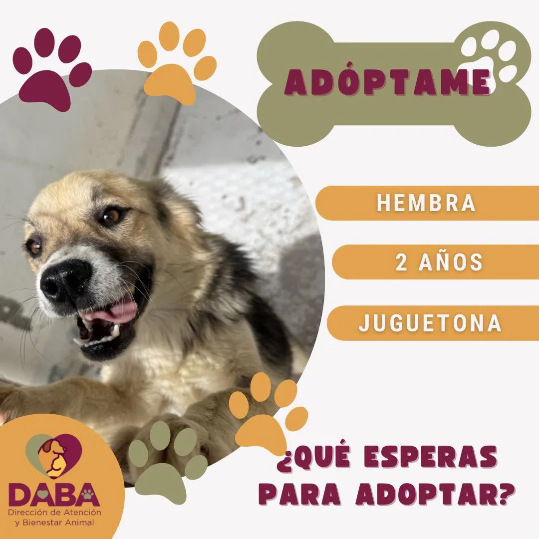 DABA ofrece en adopción 85 perros y gatos vacunados y esterilizados en El Chamizal - imagen 5