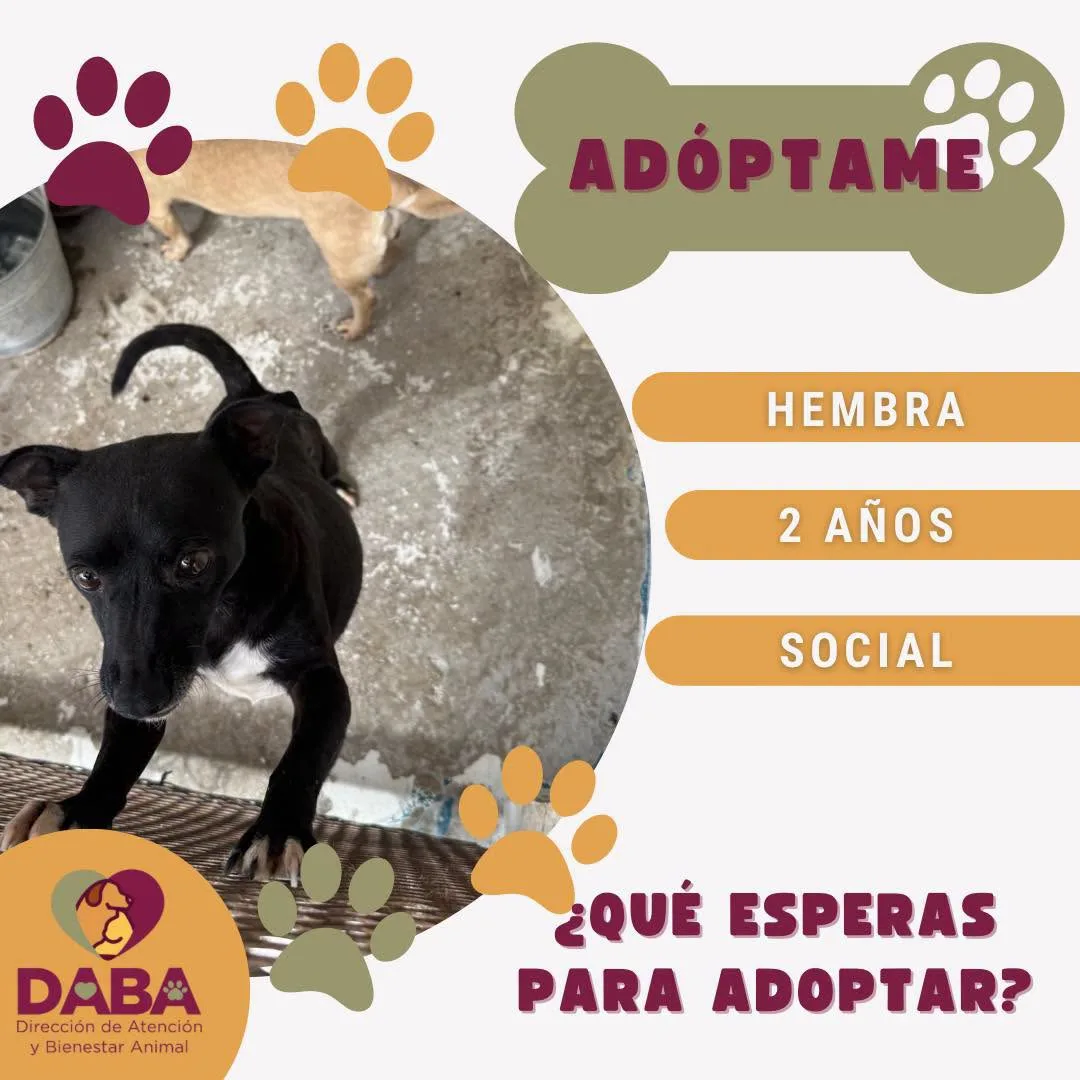 DABA ofrece en adopción 85 perros y gatos vacunados y esterilizados en El Chamizal - imagen 7