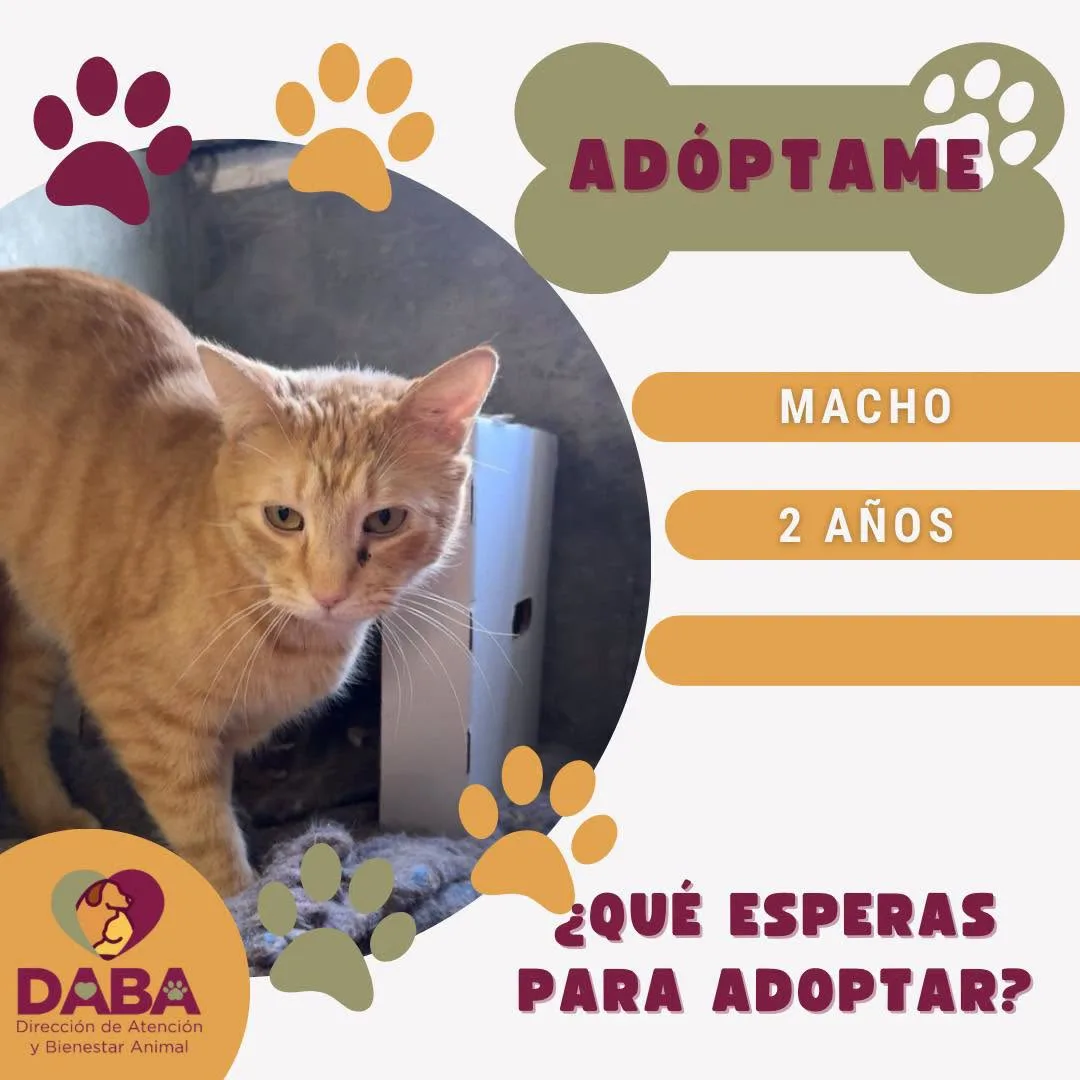DABA ofrece en adopción 85 perros y gatos vacunados y esterilizados en El Chamizal - imagen 6