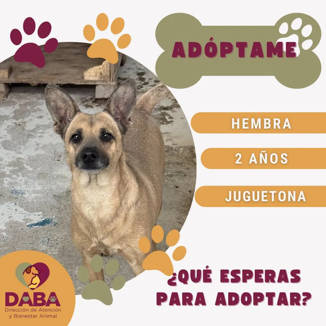DABA ofrece en adopción 85 perros y gatos vacunados y esterilizados en El Chamizal - imagen 8