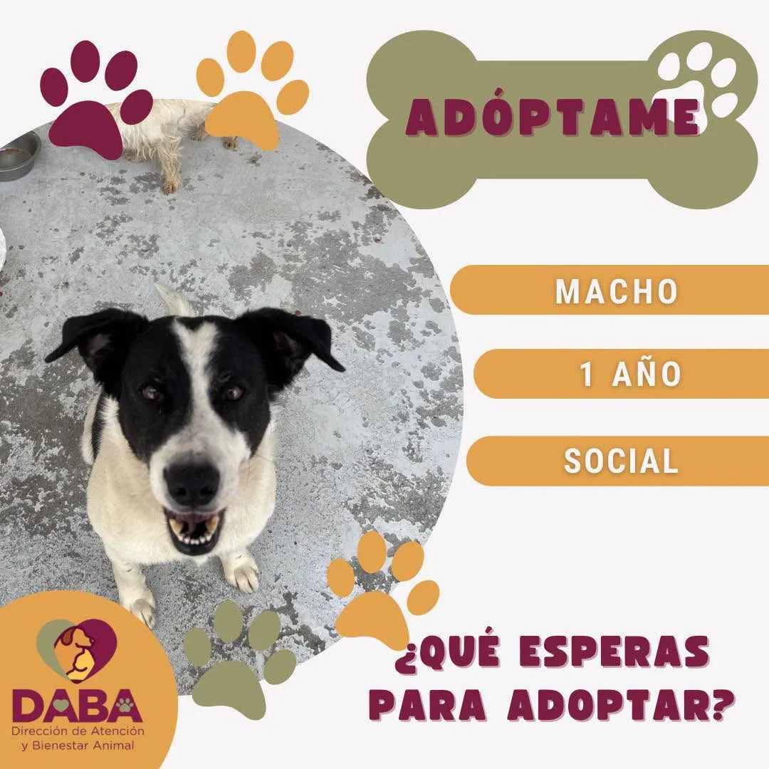 DABA ofrece en adopción 85 perros y gatos vacunados y esterilizados en El Chamizal - imagen 9