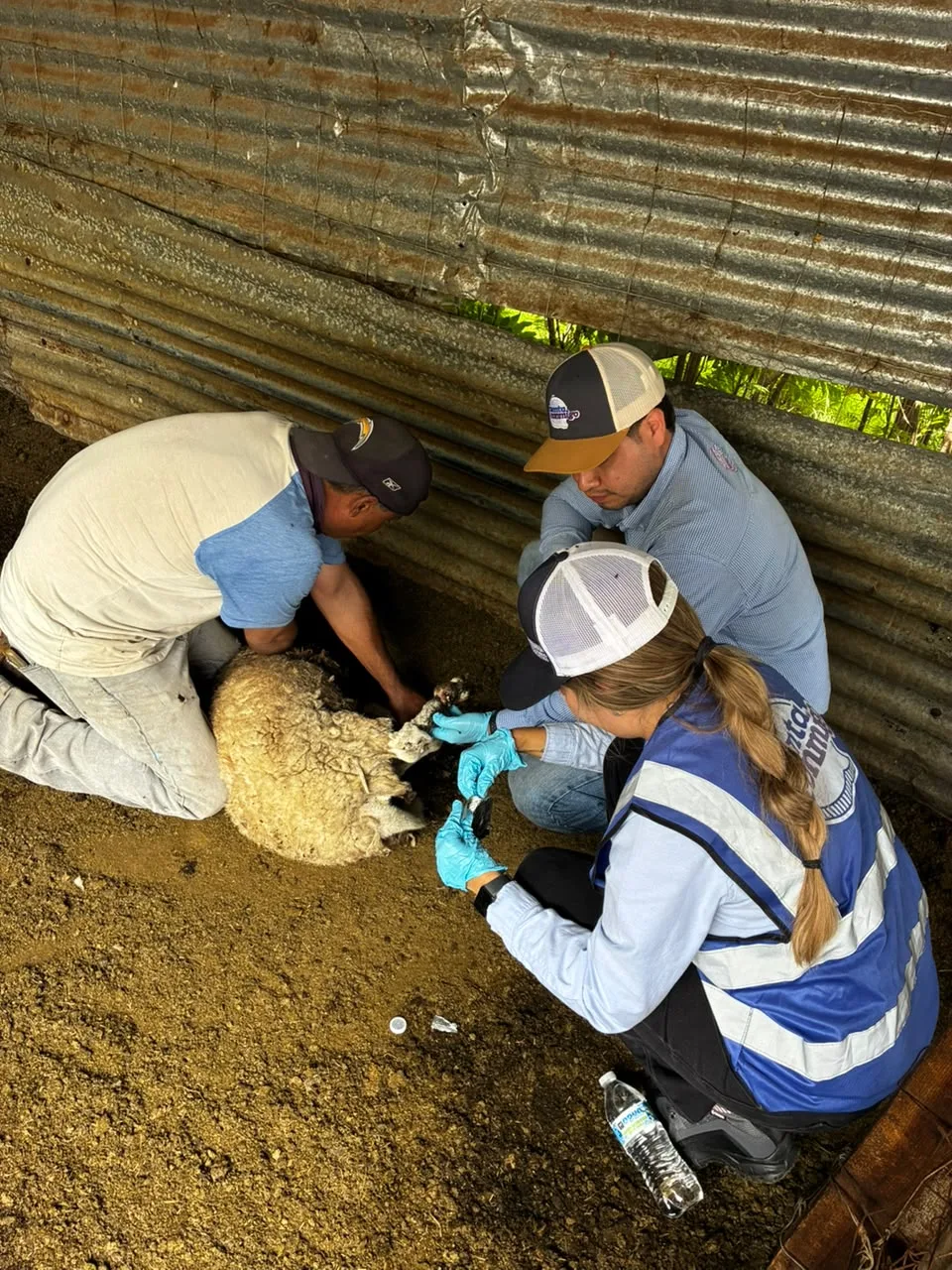 Continúa en Parral el barrido sanitario para controlar el Gusano Barrenador del Ganado - imagen 7