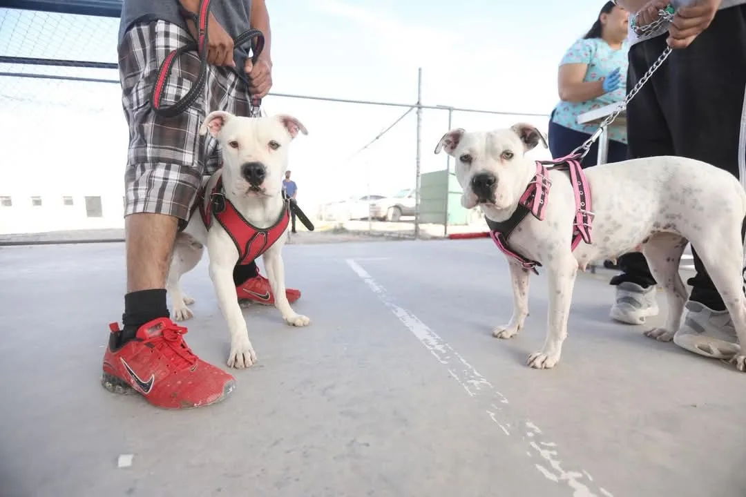 Gobierno de Juárez impulsa reglamento para fortalecer bienestar animal - imagen 2
