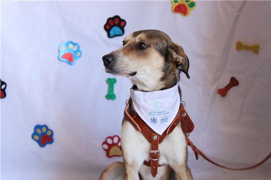 Chihuahua impulsa programas de salud y adopción en el Día Mundial del Perro - imagen 2
