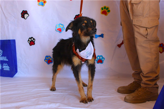 Chihuahua impulsa programas de salud y adopción en el Día Mundial del Perro - imagen 10
