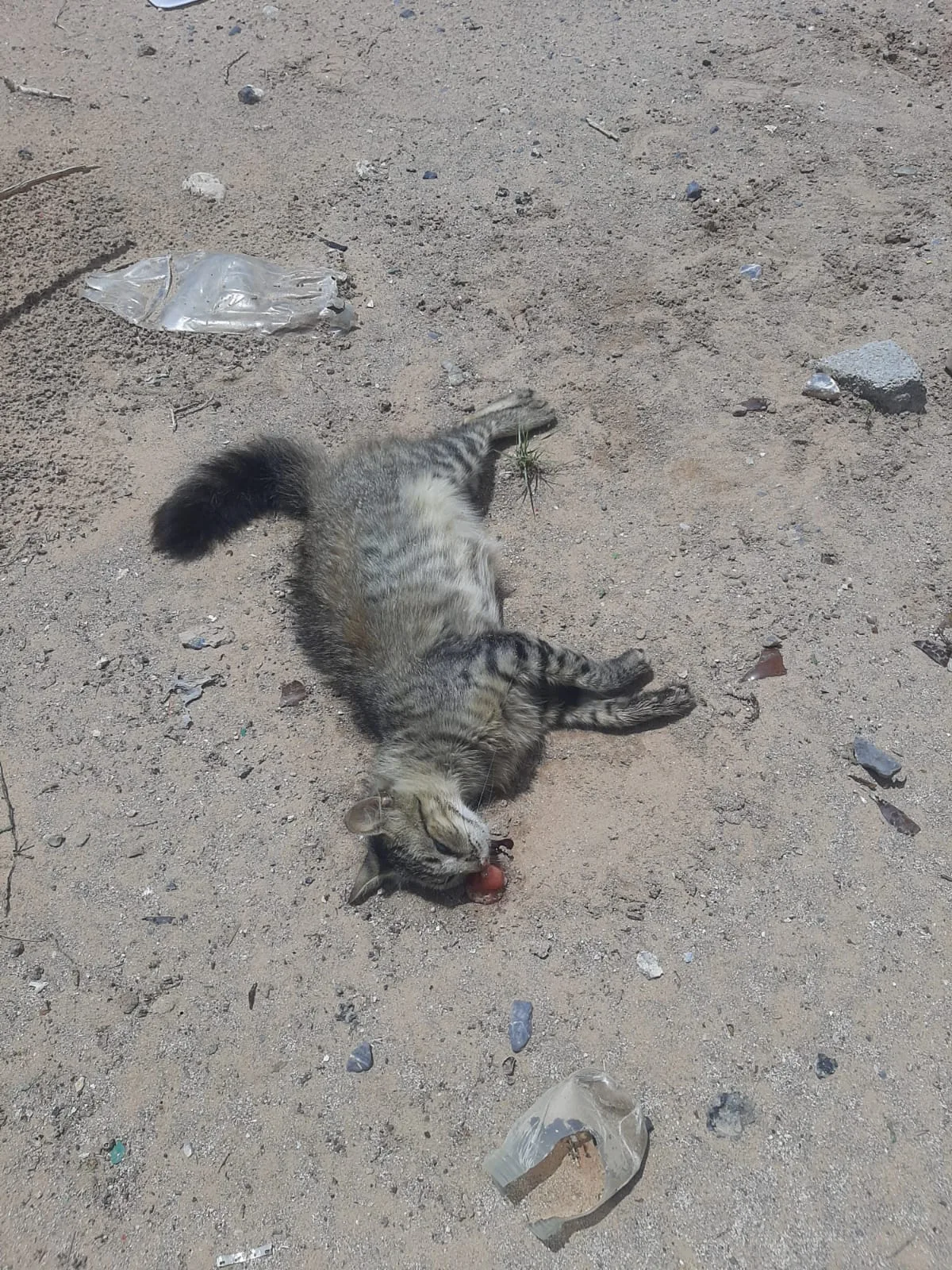 Tres casos de crueldad animal registrados en Ciudad Juárez en una semana - imagen 2
