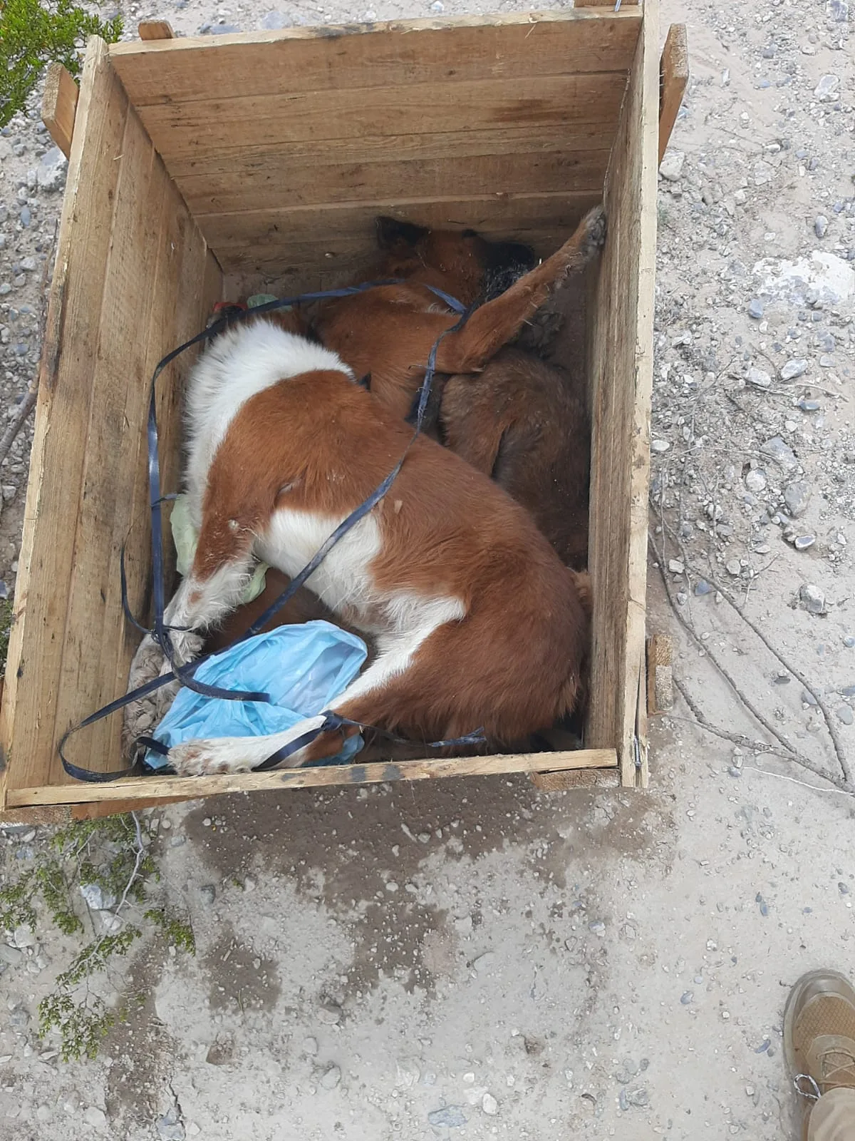 Tres casos de crueldad animal registrados en Ciudad Juárez en una semana - imagen 1